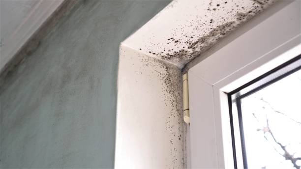 Best Black Mold Remediation in Great Falls, MT