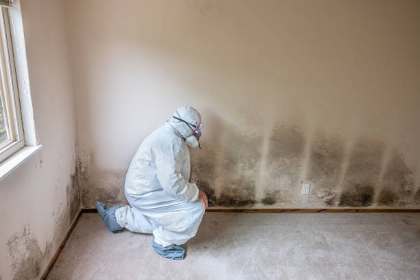 Best Mold Remediation for Specific Building Types in Great Falls, MT
