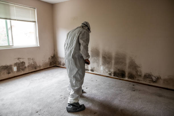 Best Residential Mold Remediation in Great Falls, MT